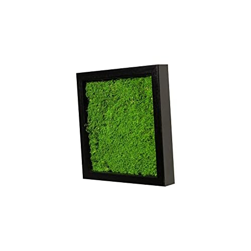 Moosbild Pflanzenbild Wandbild mit Flachmoos, versch. Maße günstig (100% Flachmoos)