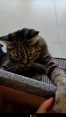 Arranhador Para Gato Protetor Canto Sofá 2 Peças 60x20x20cm