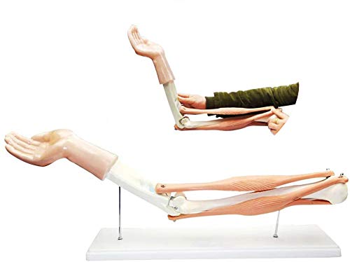 Sjdopulse Muscled Elbow Joint Model - Medical Anatomical Elbow Joint Model - Human Anatomical Bone Joint Skeletal Muscle Biceps Triceps Demonstration Model For Teaching