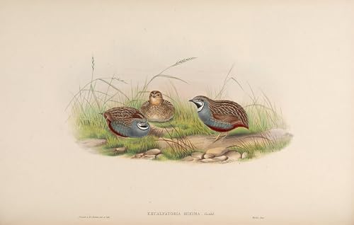 Affiche oiseau John Gould décoration murale moderne 60x90cm