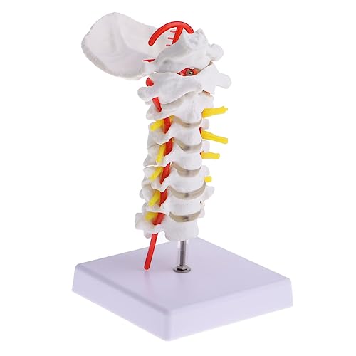 Modèle anatomique colonne cervicale avec détails réalistes des vertèbres pour cabinet