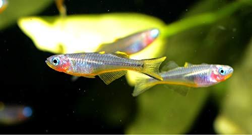 【熱帯魚・レインボーフィッシュ】 ポポンデッタ・フルカタ ■サイズ:1.5-2cm (5匹)