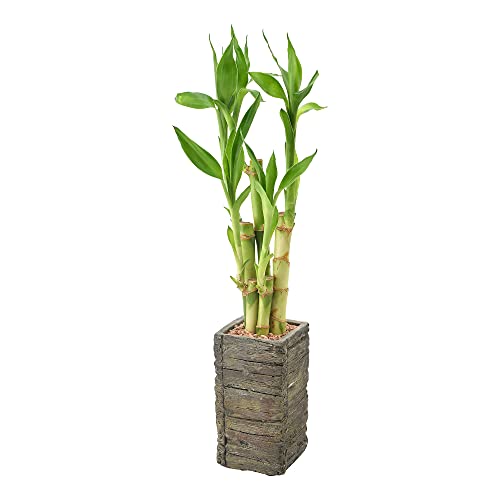 Arcadia LV25 5-Stem Lucky Bamboo, Live Indoor Plant In Aged Wood Planter thumb #1