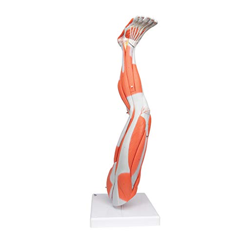 Image of Muscular Leg 9-Part - 3B Smart Anatomy
