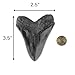 Megalodon Shark Tooth Replica 3.5