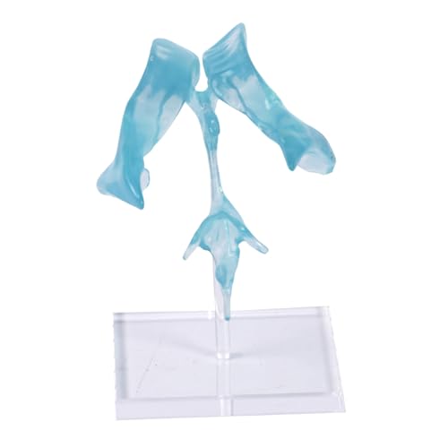 Brains Ventricle Demonstration Tool Including Acrylic Stand for Teaching Applications Clear Cerebral Model Model