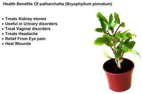 Live Patharchatta/Bryophyllum Pinnatum/Miracle Leaf/Panfuti Plant for Kidney Stone Removal Medicinal Ayurvedic Plantt/Size 18 to 24 Inches / 1 Healthy Medicinal Plant CF_08