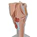 3B Scientific G21 Larynx 2x life size 7-part - 3B Smart Anatomy