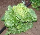 1 grammo Semi di lattuga TPF210 Pollicino