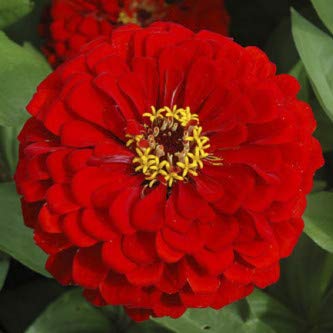 Biocarve Seeds Biocarve Zinnia Elegans Scarlet Flame - Pack Of 100 Seeds (B01ASWP78O) Amazon Price History, Amazon Price Tracker