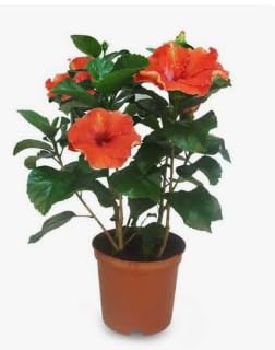 Set 3 Vasi IBISCUS Rosso Rosa Arancione TERRE DI ROMAGNA V14CM