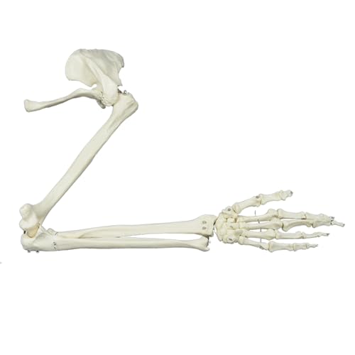 Arm Skeleton Model - Bones of Upper Extremity Model - Includes All Arm Bones Plus Articulated Hand Bone for Science Teaching Demonstration Display,B-Right