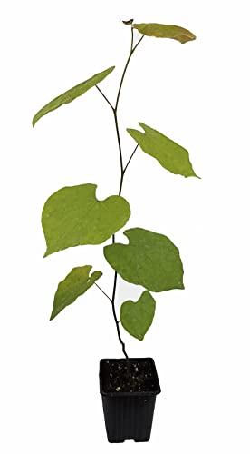 Seedeo® Judasbaum (Cercis siliquastrum) Pflanze ca. 40-50 cm