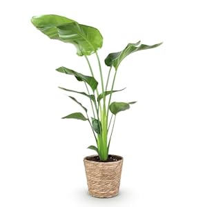 Green boutiQ - Plantes d'intérieur - Strelitzia Nicolai - Fleur de paradis - Peu d'entretien - avec panier - Vert - 1 Plante - Pot 21cm - Hauteur 110-120cm