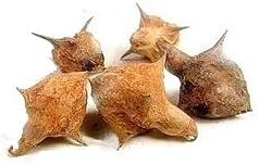 GOKHRU BADA गोखरू बड़ा 100 Gms