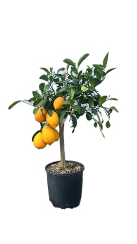 Limone Meyer in Vaso Ø20 cm – Agrume Dolce e Profumato – Prodotto in Sicilia dal Vivaio uJardinu – Pianta Sempreverde da Esterno e Terrazzo