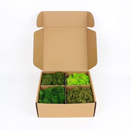 Image of Amoueterno Preserved Moss 4 Color Reindeer Moss,Total 14OZ Each Color 3.5OZ, Natural Real Green Moss DIY Kit Moss Crafts Art Wall Decor Florist Decor Forest Green /Yellow Green /Leaves Green /Grass Gree