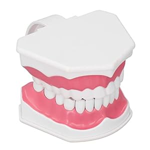 Tandmodel, tandtrainingsmodel Levendig ontwerp!