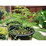 Golden Hills Farm PKM 1 Short Dwarf Variety Moringa Oleifera - Drumstick Tree Vegetable Seeds 50 seeds (B07PDHQTK1) Amazon Price History, Amazon Price Tracker