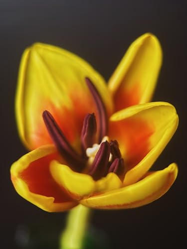 Moment 75mm Macro Lens