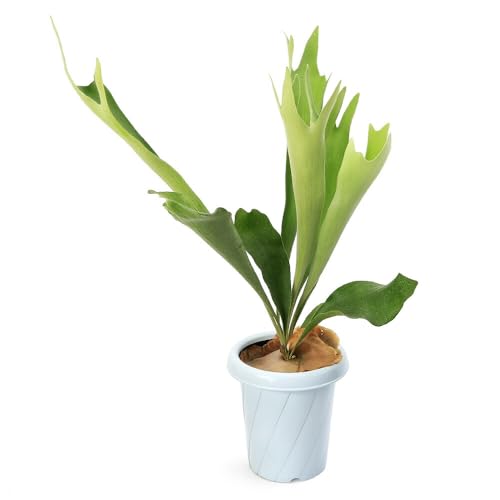 ycharmz(ϗtA)RE rtJc lU[h 5(1|bg)