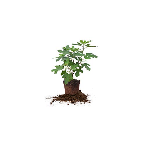Chicago Hardy 1 Gallon