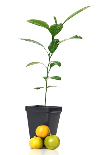 Calamondin Orange Tree - XL. Citrus mitis. 6' - 10'