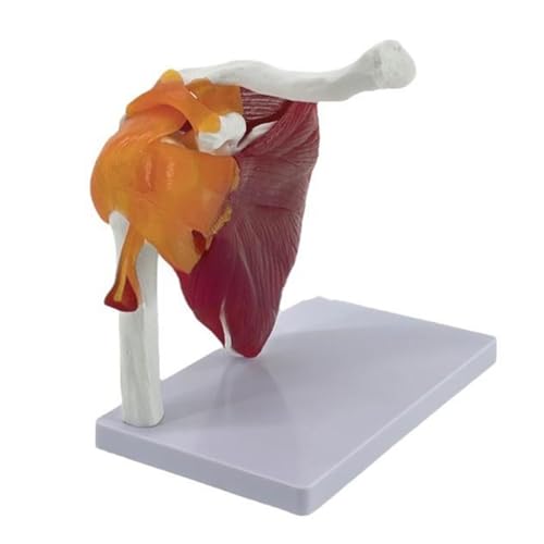 Modèle articulation musculaire d'épaule pour expliquer les lésions