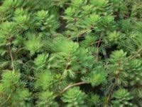 AZ Gartenteich Spronk Tausendblatt (Myriophyllum hippuroides) A005