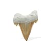Starborn Rare Collector's Fossils