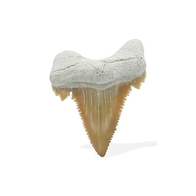 Starborn Rare Collector's Fossils