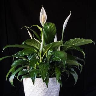 See full amazon price history chart for Greenursery Peace Lily Plant Indoor Plant For Home and Garden with Pot (Pack of 1) (white) Greenursery Peace Lily Plant Indoor Plant For Home and Garden with Pot (Pack of 1) (white) (B0CRH49SQX) Amazon Price History, Amazon Price Tracker