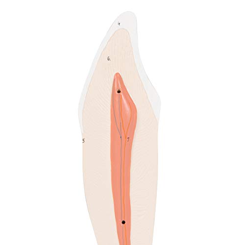 3B Scientific Menschliche Anatomie - Unterer Eckzahn, 2-teilig + kostenlose Anatomie App - 3B Smart Anatomy