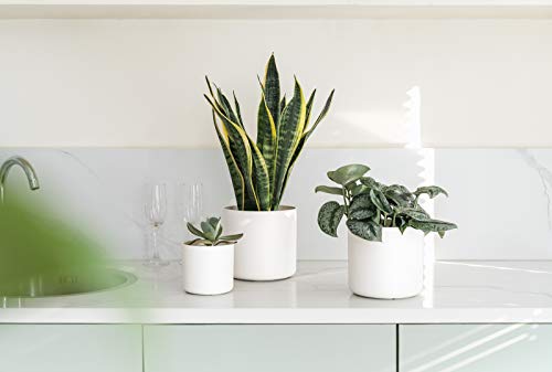 Mkono 6 Pack Plastic Plant Pots For Plants, 7/6.5/6/5.5/5/4.5 Inch Indoor Plastic Planters Cylindrical Nursery Pot With Drainage Hole For All House Plants, Herbs, Flowers, And Seedling, Cream White #TOP4