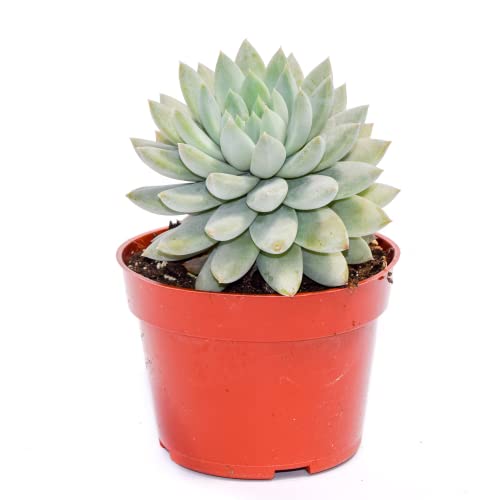 Echeveria Blue Star