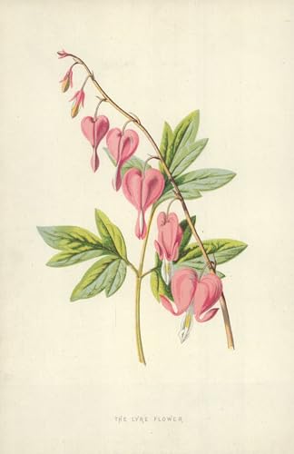 Affiche décorative fleur de Lyre Hulme pour habiller un grand mur