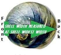 Miniatura 5 de 12 conchas cambiantes de cangrejo ermitaño, pequeñas a grandes, conchas coloridas de luna de burbujas