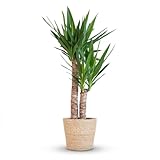 winterharte yucca palmlilie yucca gloriosa Ce Yucca Elephantipes robuste, aussi appelé Lis palmier, est livré dans un panier décoratif et mesure de 80 à 95 cm pour apporter immédiatement une touche de vert chez vous.