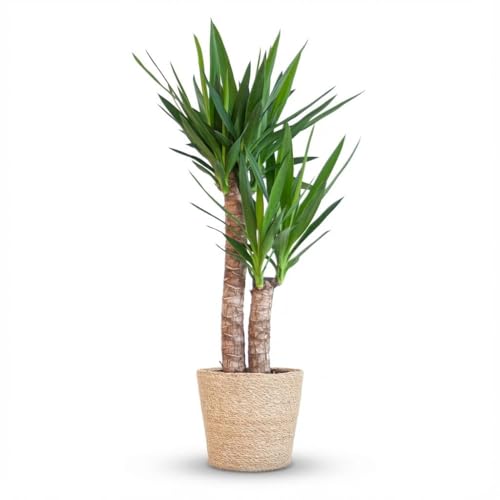 Green boutiQ - Plante d'intérieur - Yucca (Lis palmier) - Yucca Elephantipes - Vert - Entretien facile - 1 Plante - avec Panier - Pot 21cm - Hauteur 80-95cm
