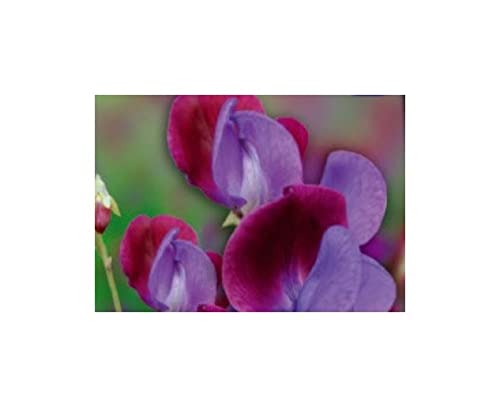  Pezzi - 7x Cicerchia Odorosa Cupani\'s Originale 1699 -jahr Gomphrena Seme Fiori Giardino KS362 - Seeds & Plants Shop by Ipsa
