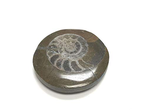 Image of Ammonite Button Fossil 1.5 inch with Velvet Bag