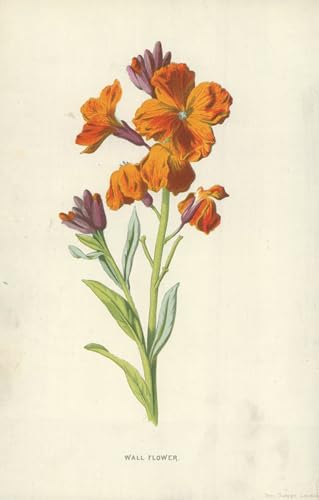 Fiore da parete de Frederick Edward Hulme reproduccion en lienzo de alta fidelidad 60x90