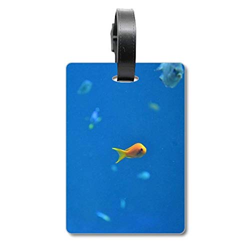 Étiquette valise Ocean Fish Science Nature pour ne plus perdre vos bagages