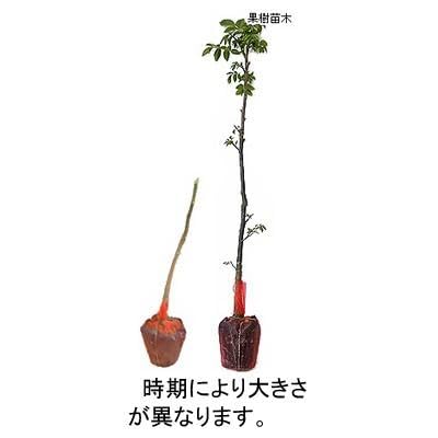 鬼クルミ苗木　大中小10本セット　山葡萄苗木 鬼クルミ苗木 大中小10本セット 山葡萄苗木 - メルカリ