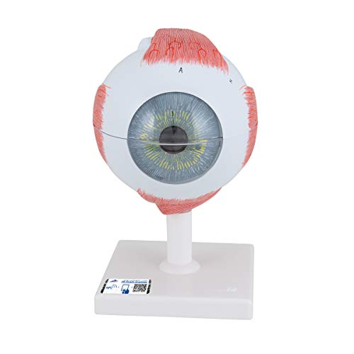 Image of 3B Scientific F10 Eye 5 times full-size 6-part - 3B Smart Anatomy