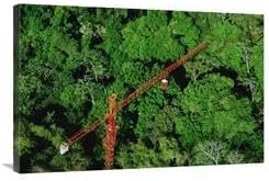 24 x 36 in. Rainforest Canopy Research Crane, STRI, Panama Art Print - Mark Moffett