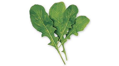 ORGANIC RUCOLA/ARUGULA WILD ROCKET SALAD VIABLE 100+ SEEDS (B082ZQ5V7X) Amazon Price History, Amazon Price Tracker