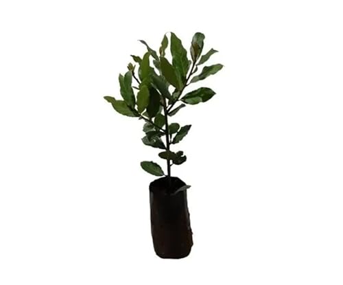 Muda De Louro Para Temperos E Condimentos