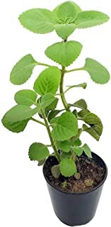 Guruji Plantation Mexican Mint Plant For Home and Garden with Pot (Pack of 1) (Green)