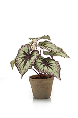 artplants.de Fake begonia rex MEIRA in terracotta pot, green-violet, 10/25cm - Artificial plants/False begonia rex